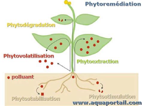 Schéma du processus de phytoremédiation