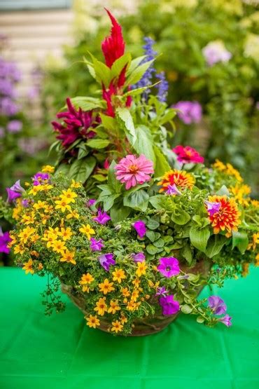 Composition de zinnias et soucis