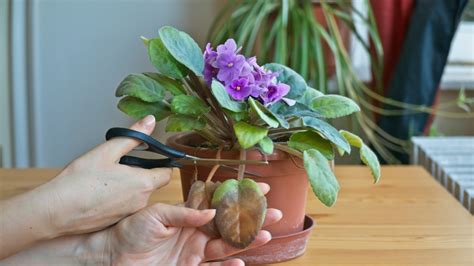 Entretien des fleurs fanées