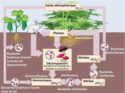 Schéma explicatif de la faim d'azote