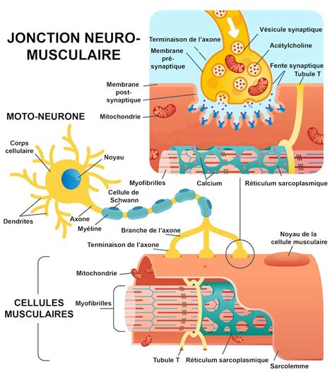 Schéma de la jonction neuromusculaire