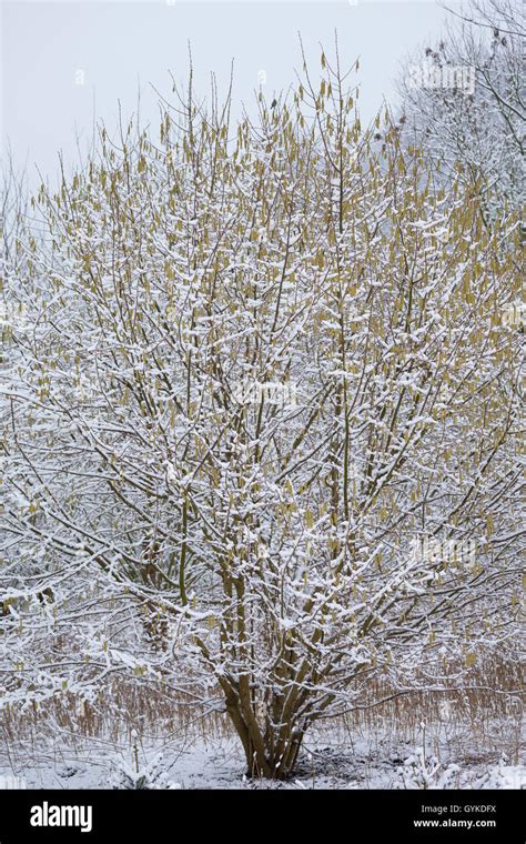 Noisetier en fleur en hiver