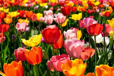Champ de tulipes colorées