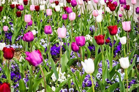 Tulipes associées à d'autres fleurs dans un jardin