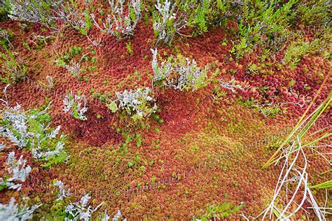 Sphaigne dans son milieu naturel, tourbière