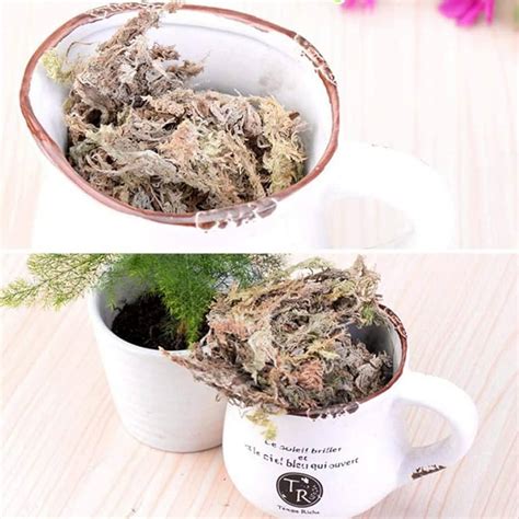 Sphaigne utilisée comme substrat pour plantes d'intérieur