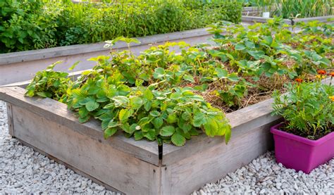 Installation d'un feutre géotextile dans un carré potager