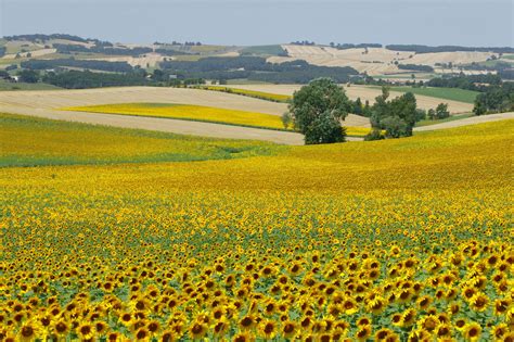 Paysage rural du Gers avec champs cultivés