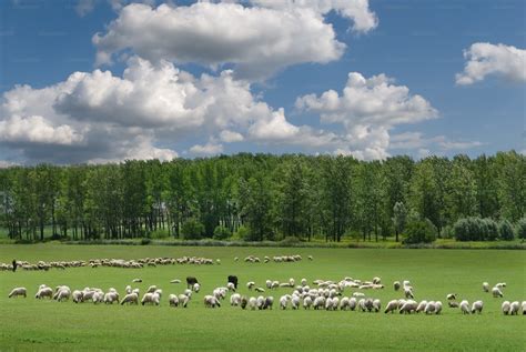 Image d'un troupeau de bufflonnes dans un champ