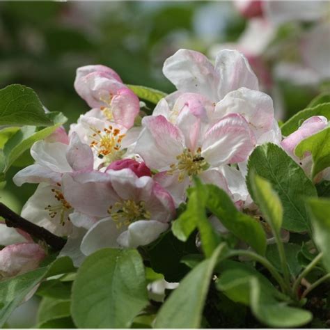 Pommier d'ornement 'Evereste' en fleur
