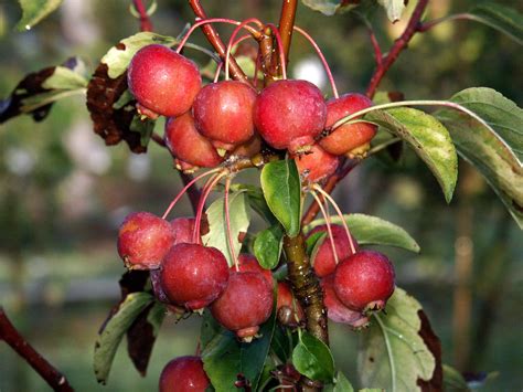 Fruits rouge-orangé du pommier 'Evereste'