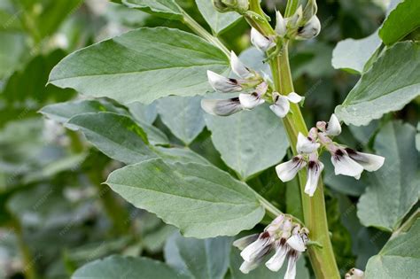Plante de haricot vert en fleur