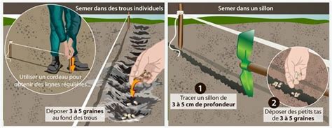 Schéma de semis de haricots en ligne et en poquet
