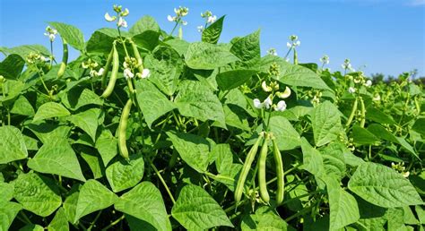 Planche de culture montrant des haricots verts avec des plantes compagnes