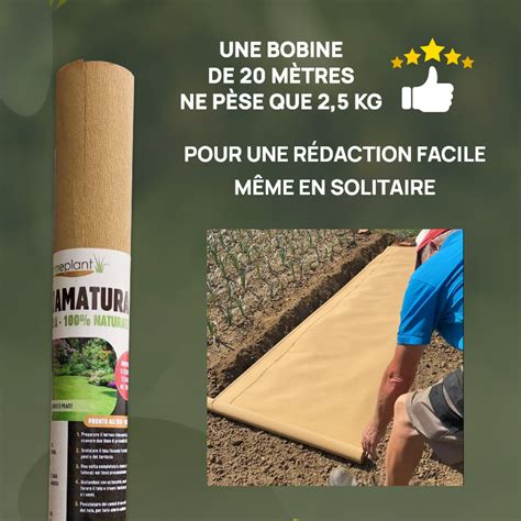 Paillage de fraisiers avec une toile biodégradable