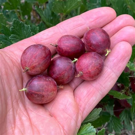 Groseillier à racines nues en période de dormance