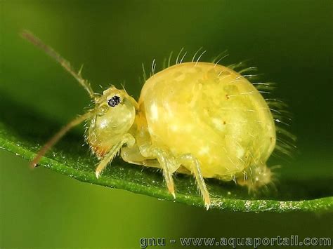 Collembole sur feuille
