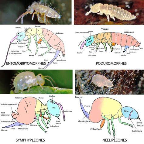 Collembole sous microscope