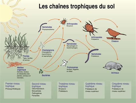 Réseau trophique du sol