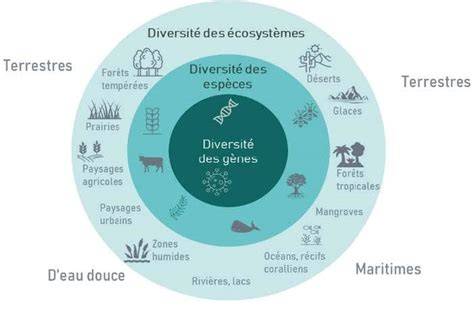 Schéma de l'importance de la biodiversité du sol