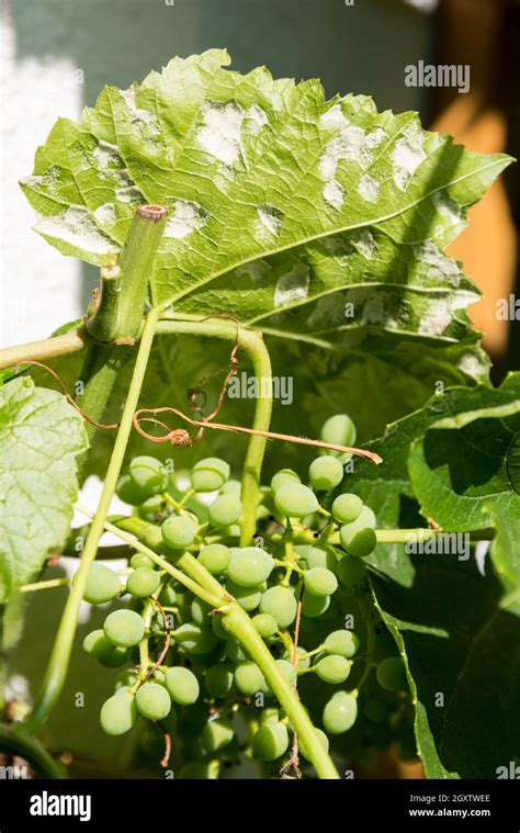 Raisin avec des taches blanches typiques de l'oïdium