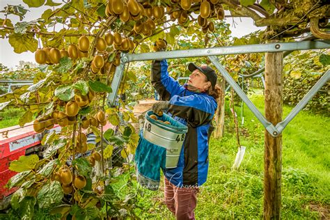 Cueillette de kiwis dans un verger breton