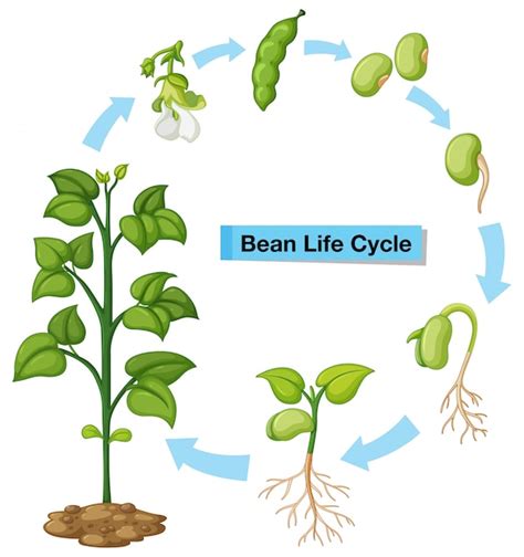 Diagramme illustrant le cycle de vie du haricot vert avec les températures idéales