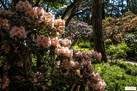 Massifs de rhododendrons et azalées au Parc Floral de Vincennes