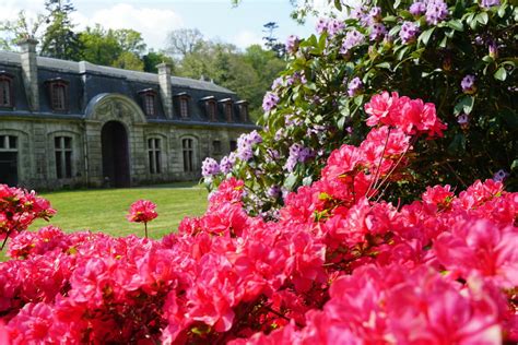 Collection de rhododendrons au Domaine de Trévarez