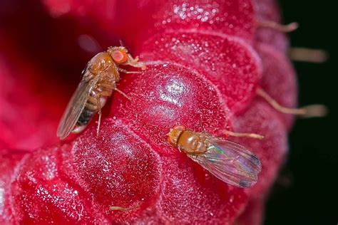 Mouche de la framboise (Drosophila suzukii) sur un fruit