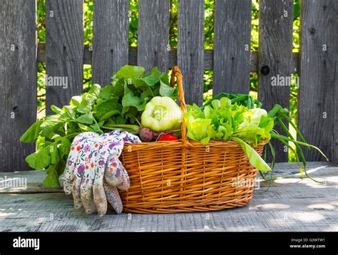 Panier de légumes fraîchement cueillis