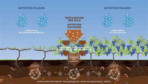 Schéma d'arrosage et de fertilisation d'un sac de plantation