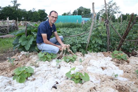 Jardin potager avec paillage de laine de mouton