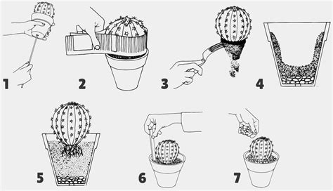 Schéma de rempotage d'un cactus