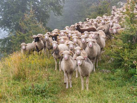 Image contrastant un troupeau de moutons et un individu pensif