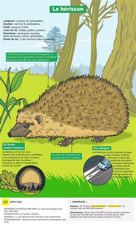 Infographie comparant les hérissons verticaux et la table d'épandage