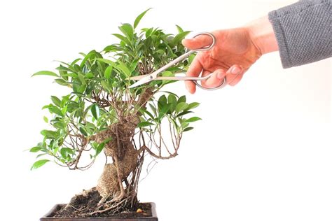 Diagramme illustrant les techniques de taille du Ficus Ginseng bonsaï