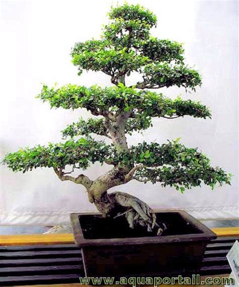 Arbre bonsaï ancien en pot