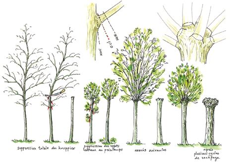 Arbre en trogne, exemple de résilience