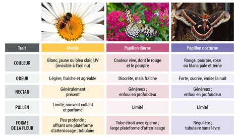 Jardin favorisant les pollinisateurs