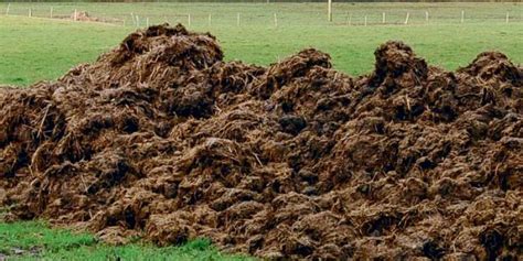 Différents stades de décomposition du fumier de cheval