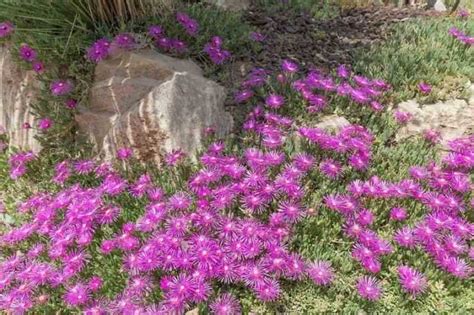 Illustration d'un jardin sec avec des Delosperma cooperi en fleurs