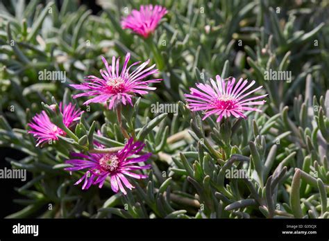 Gros plan sur les fleurs roses violacées du Delosperma cooperi