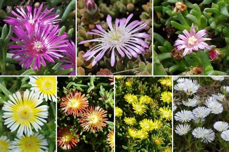 Schéma des différentes variétés de Delosperma et leurs couleurs de floraison