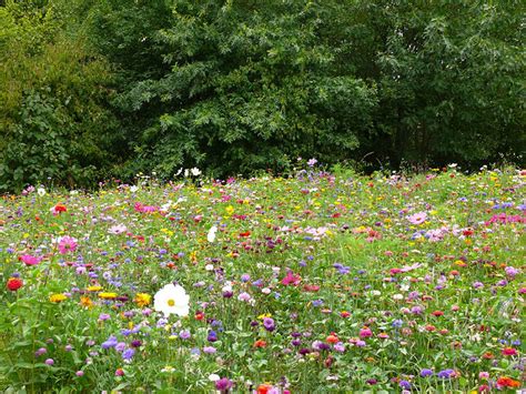 Prairie fleurie dans un jardin japonais