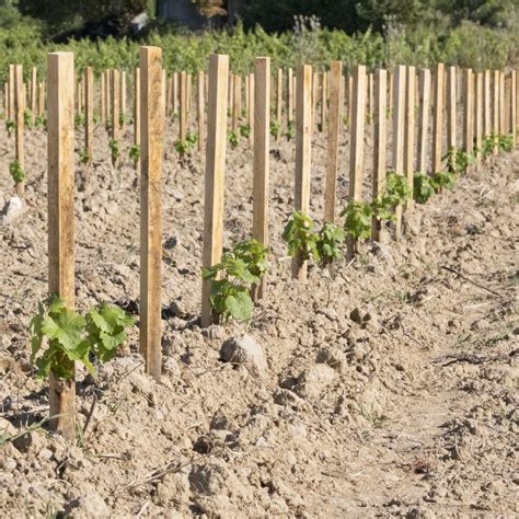 Vigne cultivée en hautain avec un arbre tuteur