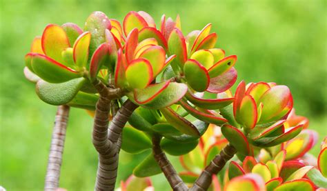Crassula ovata en fleur