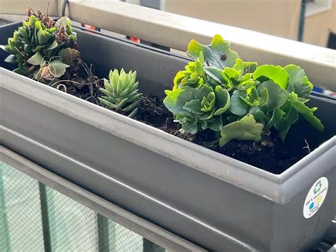 Plantes grasses en pots sur un balcon