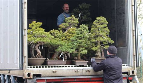 Bonsai master observant un pin