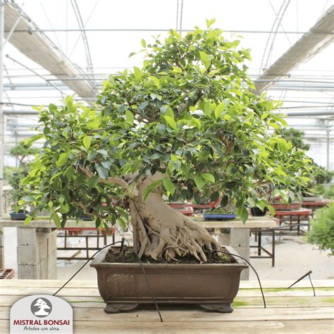 Bonsaï Ficus en intérieur près d'une fenêtre
